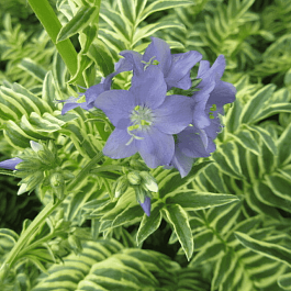 Синюха голубая Brise d'Anjou