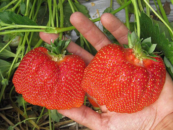 Земляника садовая Азия