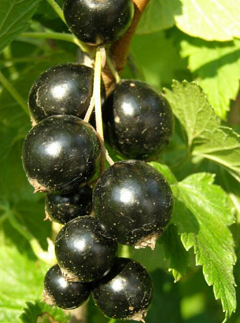 Смородина черная Чудное мгновение