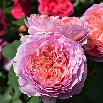 Роза Тантау чайно-гибридная Айсфогель