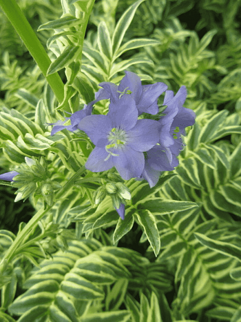 Синюха голубая Brise d'Anjou