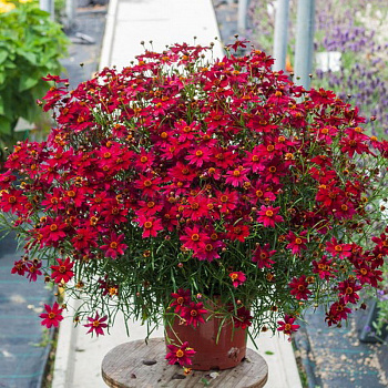 Кореопсис Блумсейшн Дрэгон