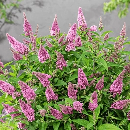 Буддлея давида  Butterfly Candy Little Pink