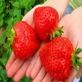 Земляника садовая Королева Елизавета II