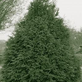 Туя западная Frieslandia