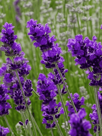 Лаванда узколистная Blue Scent