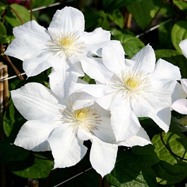 Клематис крупноцветковый Мадам Ле Культре