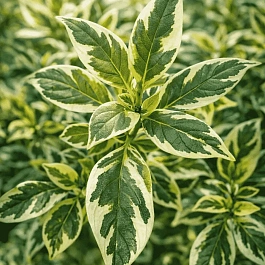 Дерен Отпрысковый White Gold