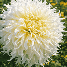 Георгина Tsuki Yori No Shisha