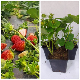 Земляника садовая Лауретта НАБОР 5ШТ Земляника садовая Лауретта НАБОР 5ШТ