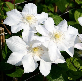 Клематис крупноцветковый Мадам Ле Культре