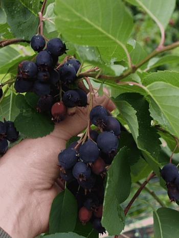 Ирга ольхолистная Thiessen