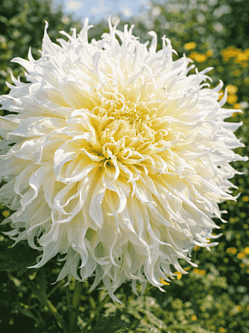 Георгина Tsuki Yori No Shisha