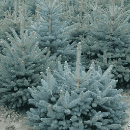 Ель колючая Kaibab