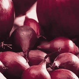 Лук-севок Ред Барон