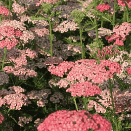 Тысячелистник обыкновенный Apricot Delight