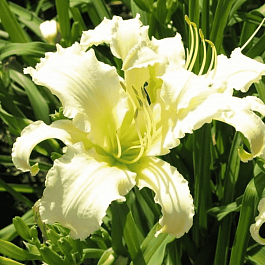 Лилейник Heavenly Angel Ice