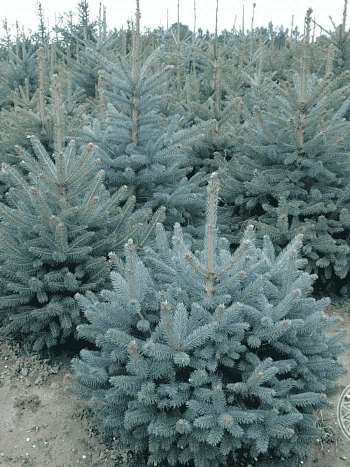 Ель колючая Kaibab