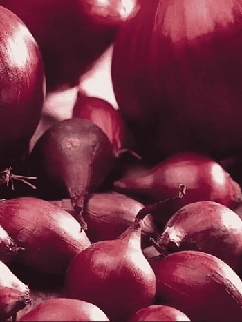 Лук-севок Ред Барон