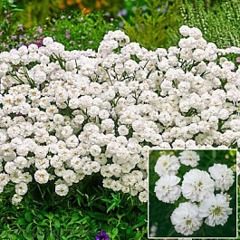 Тысячелистник птармика Ноблесса