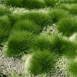 Овсяница Гаутера