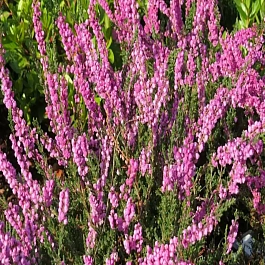 Вереск обыкновенный Annemarie