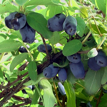 Жимолость съедобная Индиго