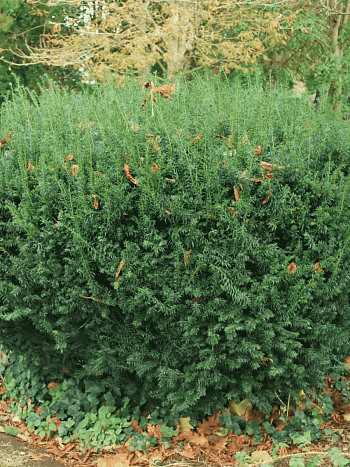 Тис канадский