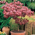 Клен дланевидный Atropurpureum