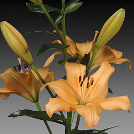 Лилия ЛА-гибрид Фэшн Шоу НАБОР 2ШТ (1+1)