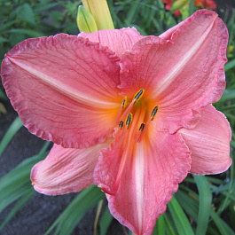 Лилейник гибридный Холс Пинк НАБОР 2ШТ (1+1)