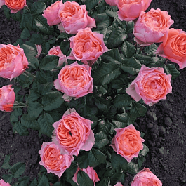 Роза чайно-гибридная Vuvuzela pink