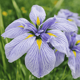 Ирис мечевидный Royal Pageant