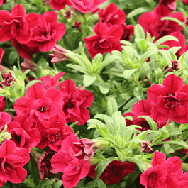 Калибрахоа махровая  M.F. Uno Double Red 24