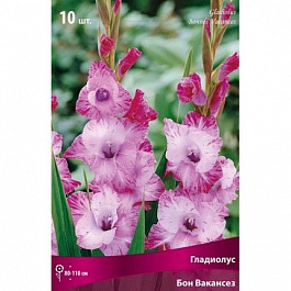 Гладиолус крупноцветковый Бон Вакансез