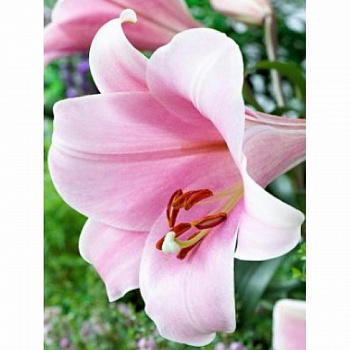 Лилия ЛО-гибрид Беллсонг