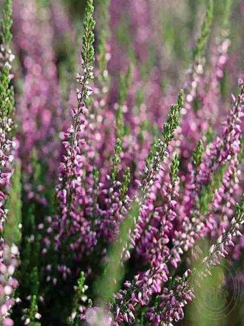 Вереск обыкновенный Liletta