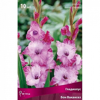 Гладиолус крупноцветковый Бон Вакансез
