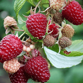 Малина ремонтантная Polana