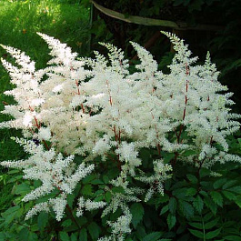 Астильба китайская Даймонд энд Перл