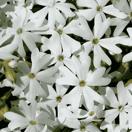Флокс шиловидный Snowflake