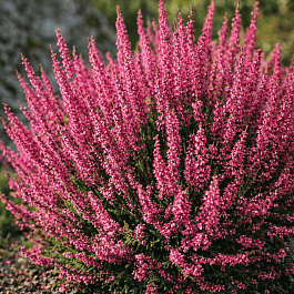 Вереск обыкновенный Loki