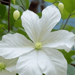 Клематис  Snow Storm