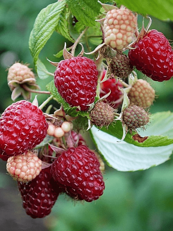 Малина ремонтантная Polana