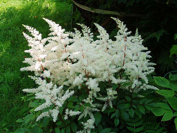 Астильба китайская Даймонд энд Перл