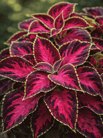 Колеус гибридный Fairway Rose