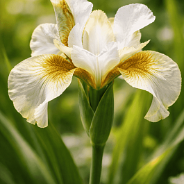 Ирис сибирский Sarah Tiffney