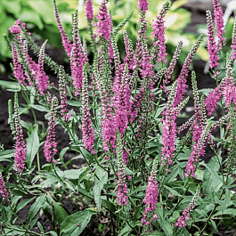 Вероника  Blaze Away Pink