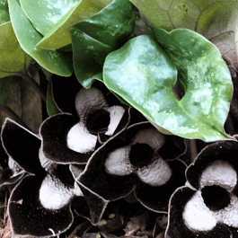 Копытень европейский 'Ling Ling'