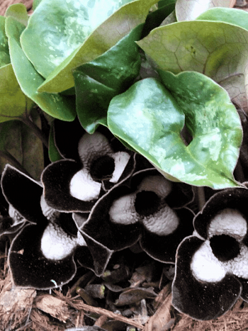 Копытень европейский 'Ling Ling'